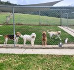 A Dogs Domain and Cats too