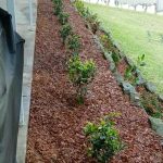 Garden Services in Parramatta – AAA Able Abaca Gardening & Landscaping